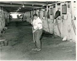 Student raking a stable