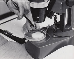 Microscope and petri dish, ca. 1974